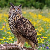 Buy canvas prints of Eagle owl  (Bubo bubo) perched  by chris smith