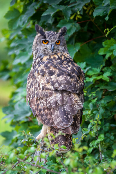 Eagle owl  (Bubo bubo) perched  Picture Board by chris smith