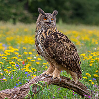 Buy canvas prints of Eagle owl  (Bubo bubo) perched  by chris smith