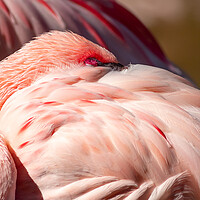 Buy canvas prints of Flamingo by chris smith