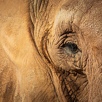 Buy canvas prints of Elephant by chris smith