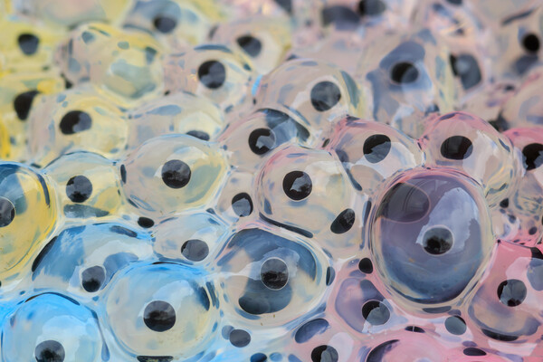 Frogspawn Picture Board by chris smith