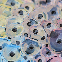 Buy canvas prints of Frogspawn by chris smith