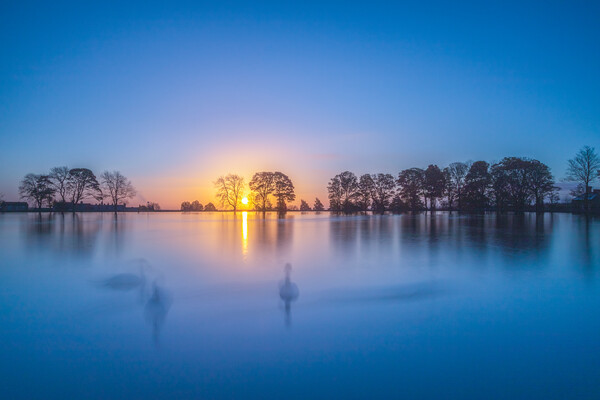 Swan Lake Picture Board by chris smith