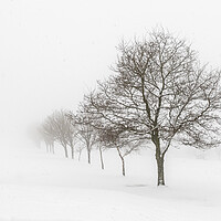 Buy canvas prints of Whiteout  by chris smith