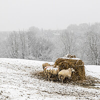 Buy canvas prints of Yorkshire farming by chris smith