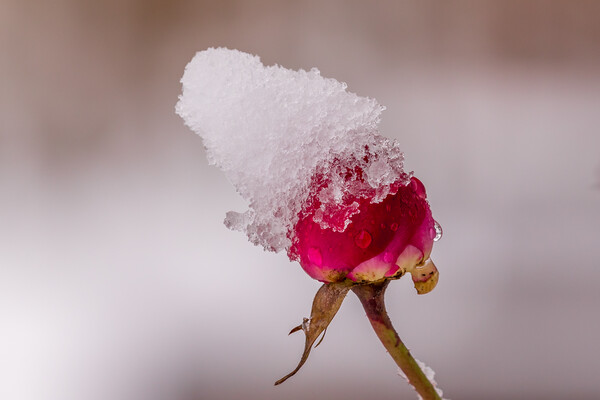 Red rose with snow Picture Board by chris smith