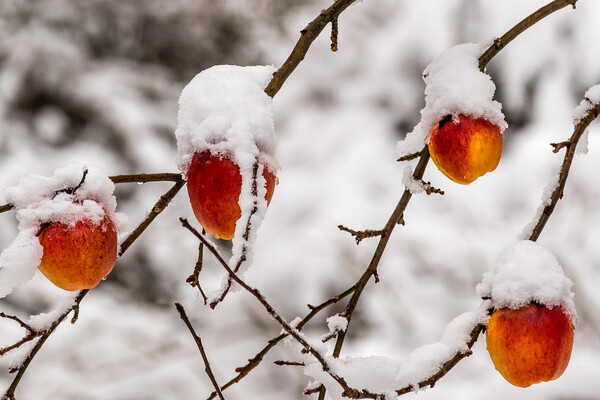 Apples covered with snow Canvas Print by chris smith
