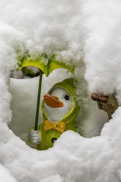 Duck covered in snow Picture Board by chris smith