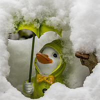 Buy canvas prints of Duck covered in snow by chris smith