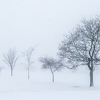 Buy canvas prints of Trees in the snow by chris smith
