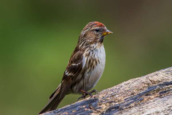 lesser redpoll  (Acanthis cabaret) Picture Board by chris smith
