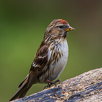 Buy canvas prints of lesser redpoll  (Acanthis cabaret) by chris smith