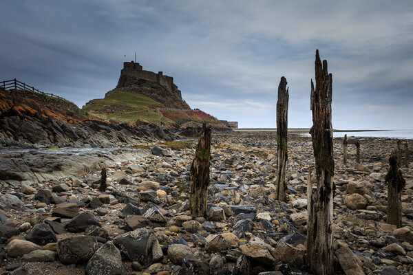 Lindisfarne Castle, holy island Picture Board by chris smith