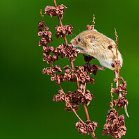 Buy canvas prints of Harvest mouse by chris smith