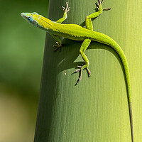 Buy canvas prints of Gecko  by chris smith