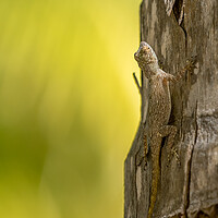 Buy canvas prints of Gecko by chris smith