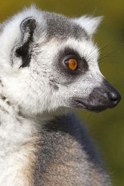 Ring-tailed lemur  (Lemur catta) Picture Board by chris smith