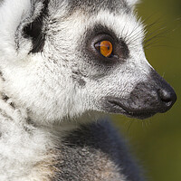 Buy canvas prints of Ring-tailed lemur  (Lemur catta) by chris smith