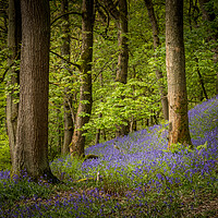 Buy canvas prints of Bluebells (Hyacinthoides non-scripta)  by chris smith