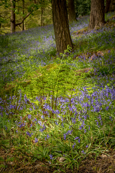 Bluebells (Hyacinthoides non-scripta)  Picture Board by chris smith