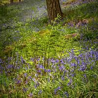Buy canvas prints of Bluebells (Hyacinthoides non-scripta)  by chris smith