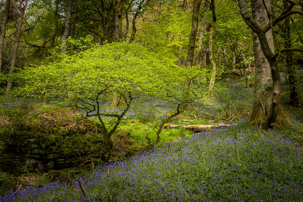 Bluebells (Hyacinthoides non-scripta)  Picture Board by chris smith