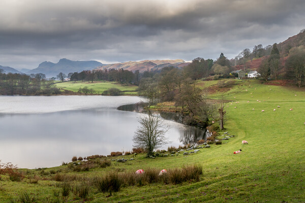 loughrigg tarn Picture Board by chris smith