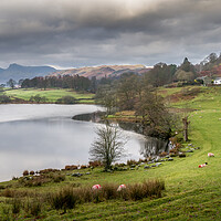 Buy canvas prints of loughrigg tarn by chris smith