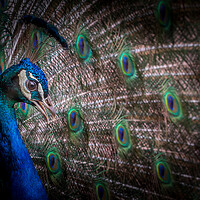 Buy canvas prints of Peacock  by chris smith