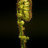 Buy canvas prints of Fern by chris smith