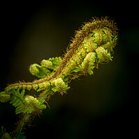 Buy canvas prints of Fern by chris smith