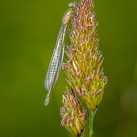 Buy canvas prints of damselfly by chris smith