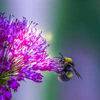 Buy canvas prints of Allium with a bee by chris smith