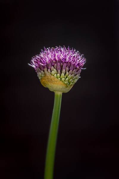 Allium Picture Board by chris smith