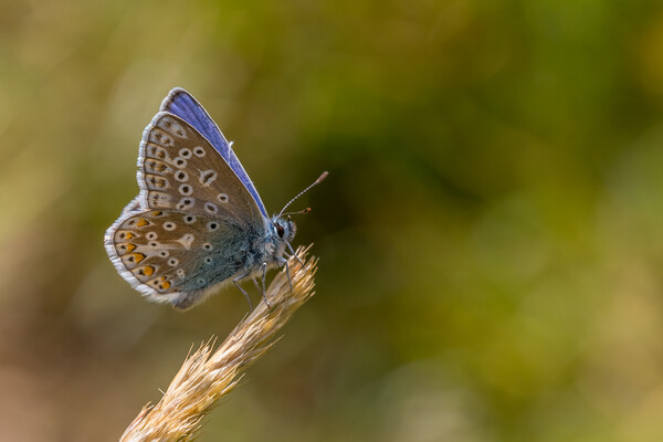 Common blue butterfly  Picture Board by chris smith