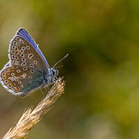 Buy canvas prints of Common blue butterfly  by chris smith