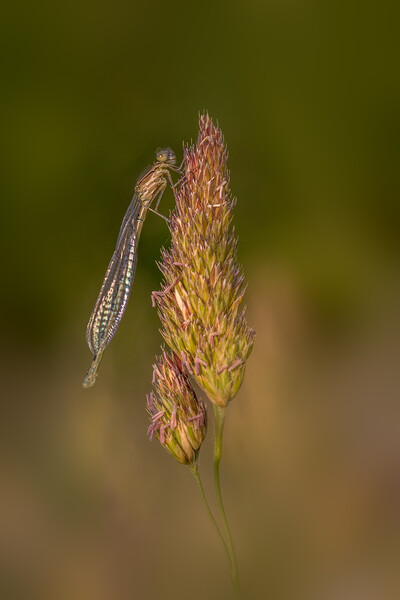 damselfly Picture Board by chris smith