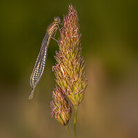 Buy canvas prints of damselfly by chris smith