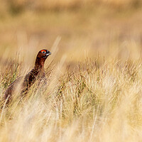 Buy canvas prints of Red grouse (Lagopus lagopus) by chris smith