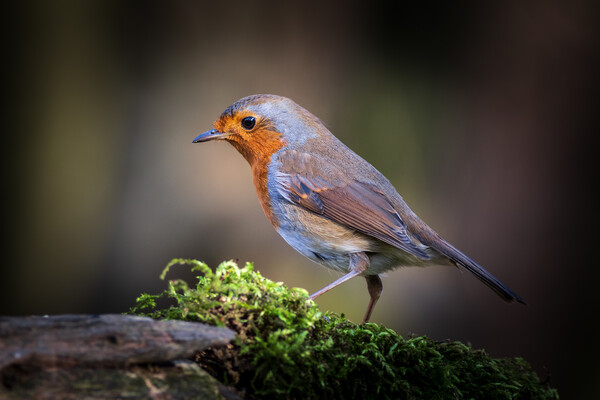 Robin (Erithacus rubecula)  Picture Board by chris smith