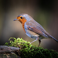 Buy canvas prints of Robin (Erithacus rubecula)  by chris smith