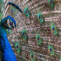 Buy canvas prints of Peacock  by chris smith