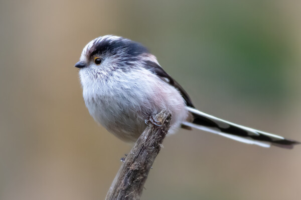 Long-tailed tit  Picture Board by chris smith
