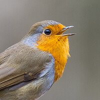 Buy canvas prints of Robin by chris smith