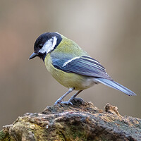 Buy canvas prints of Great tit (Parus major) by chris smith