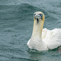 Buy canvas prints of Gannet by chris smith