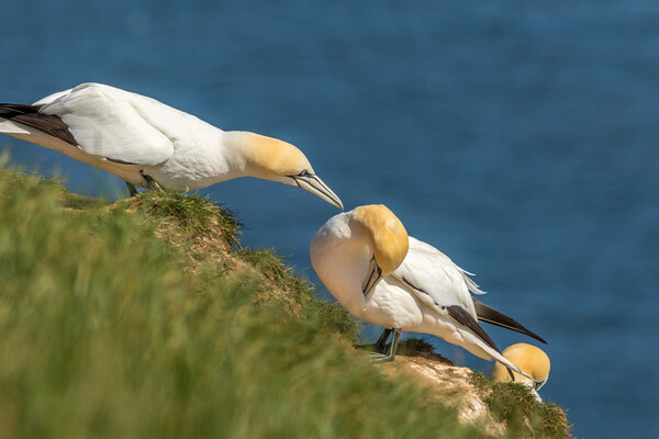 Northern gannet (Morus bassanus) Picture Board by chris smith