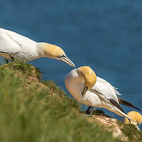 Buy canvas prints of Northern gannet (Morus bassanus) by chris smith