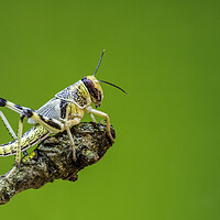 Buy canvas prints of Locust by chris smith